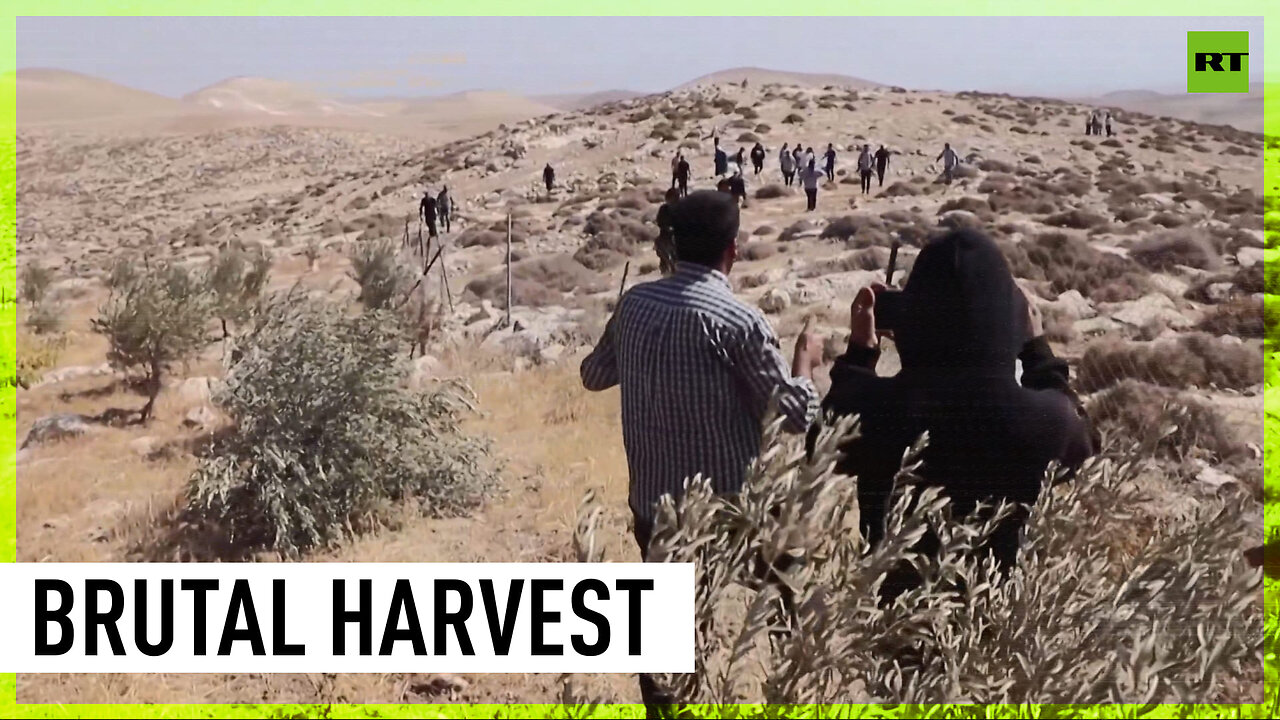 Palestinian farmers accuse Israeli settlers of damaging harvest