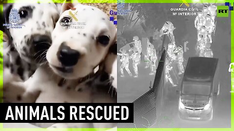 400 puppies and cats rescued from animal traffickers in Spain