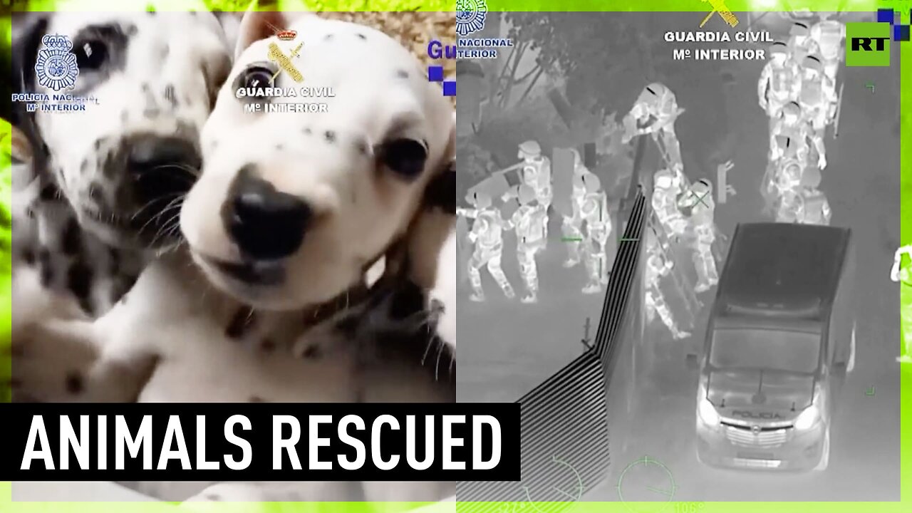 400 puppies and cats rescued from animal traffickers in Spain