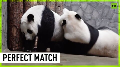 Giant pandas have a date at Moscow Zoo