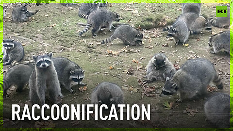 Raccoons, raccoons… Whatcha gonna do when they come for you?