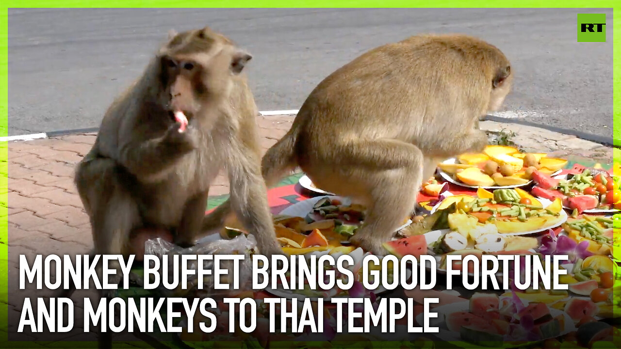 Monkey Buffet brings good fortune and monkeys to Thai temple