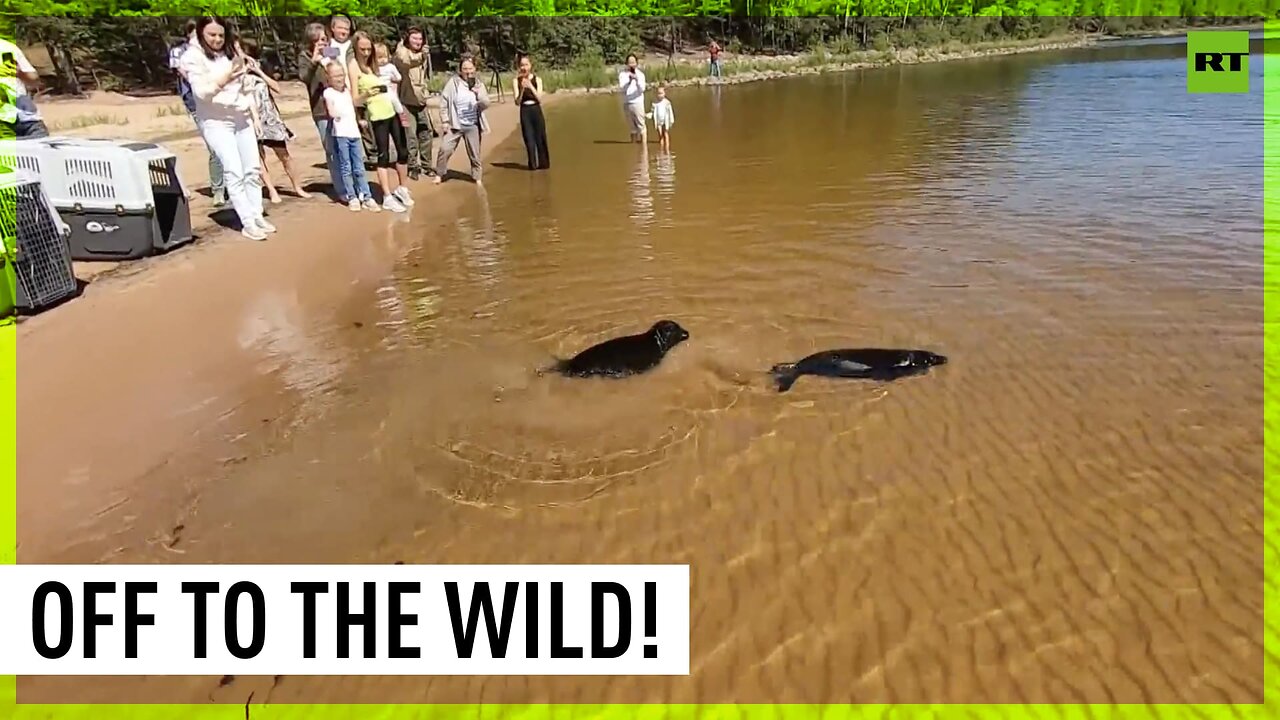 Seals released into wild after rehabilitation in Leningrad Region