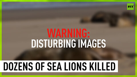 Argentinian beach littered with dead sea lions amid suspected avian flu