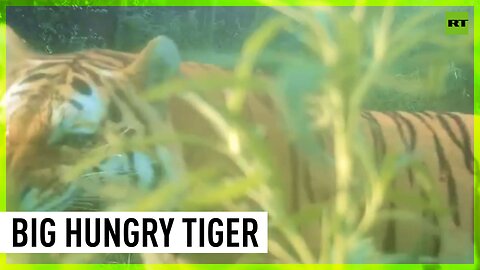 Amur tiger tries to eat camera