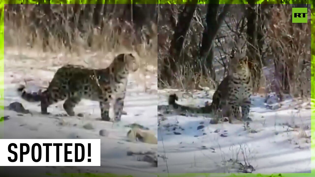 Leopard family spotted in Russia’s Far East