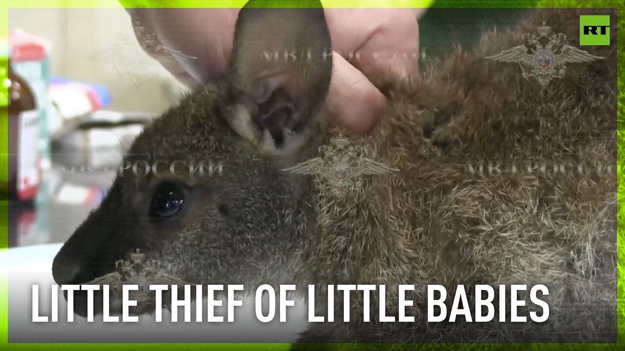 Russian baby-faced thief of baby kangaroos caught