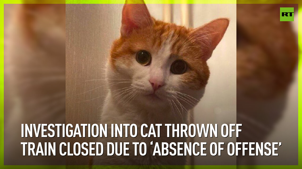 Investigation into cat thrown off train closed due to ‘absence of offense’