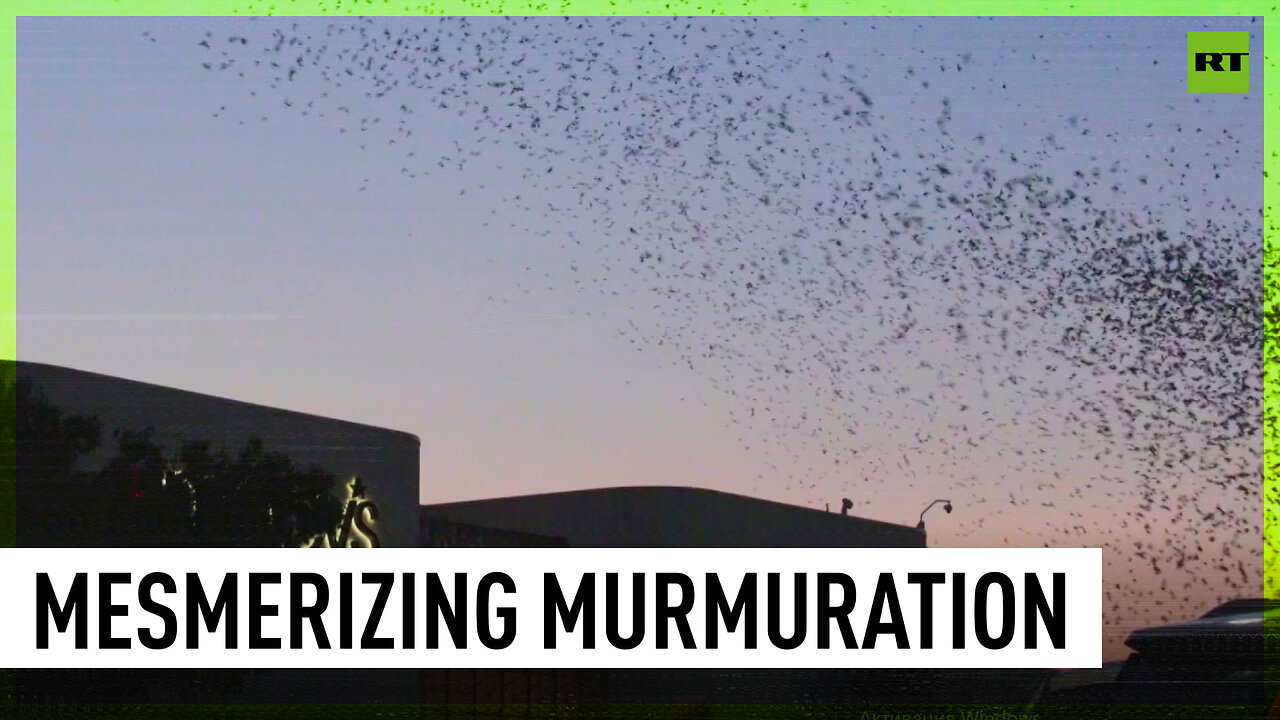 Massive flocks of birds descend on Houston