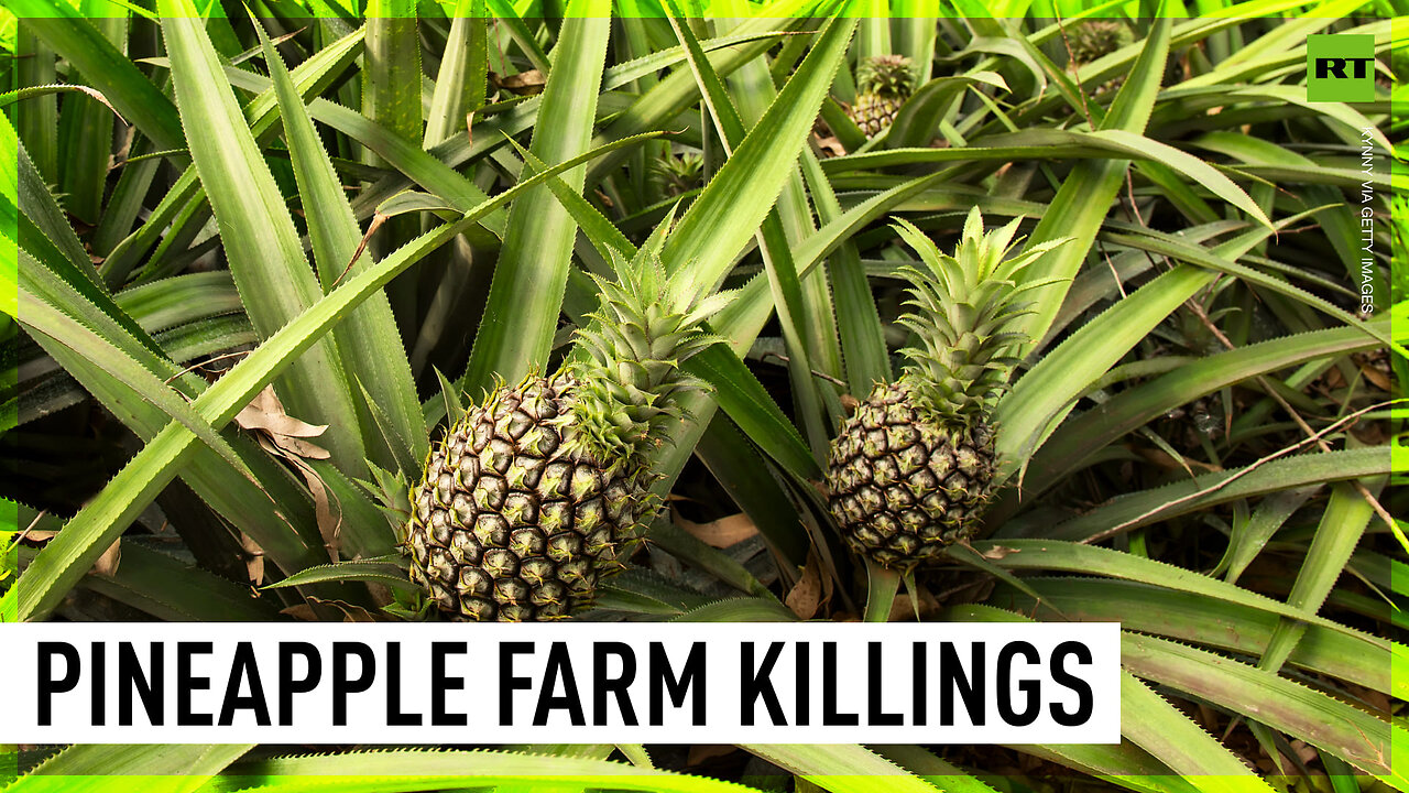 Del Monte pineapple farm case | Four bodies found in Kenyan river