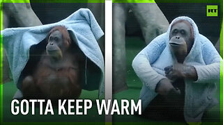 Chapa the Orangutan tries on new bathrobe