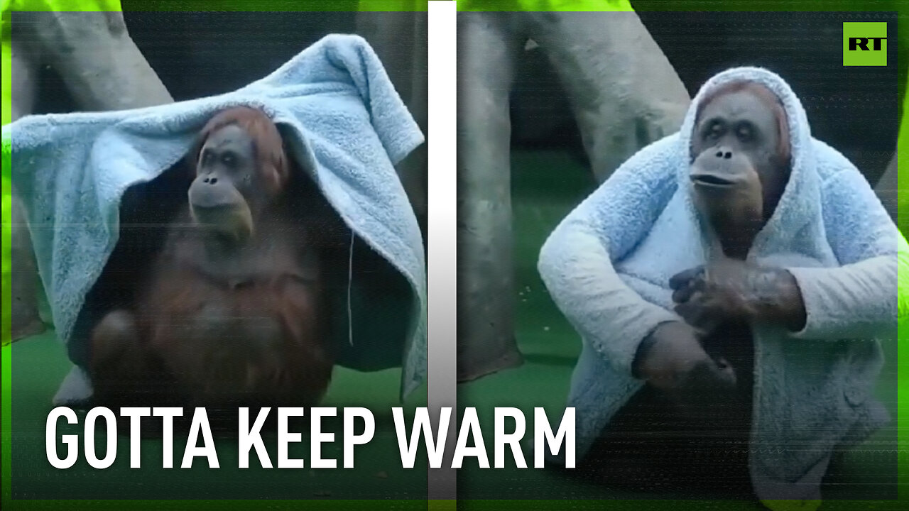 Chapa the Orangutan tries on new bathrobe