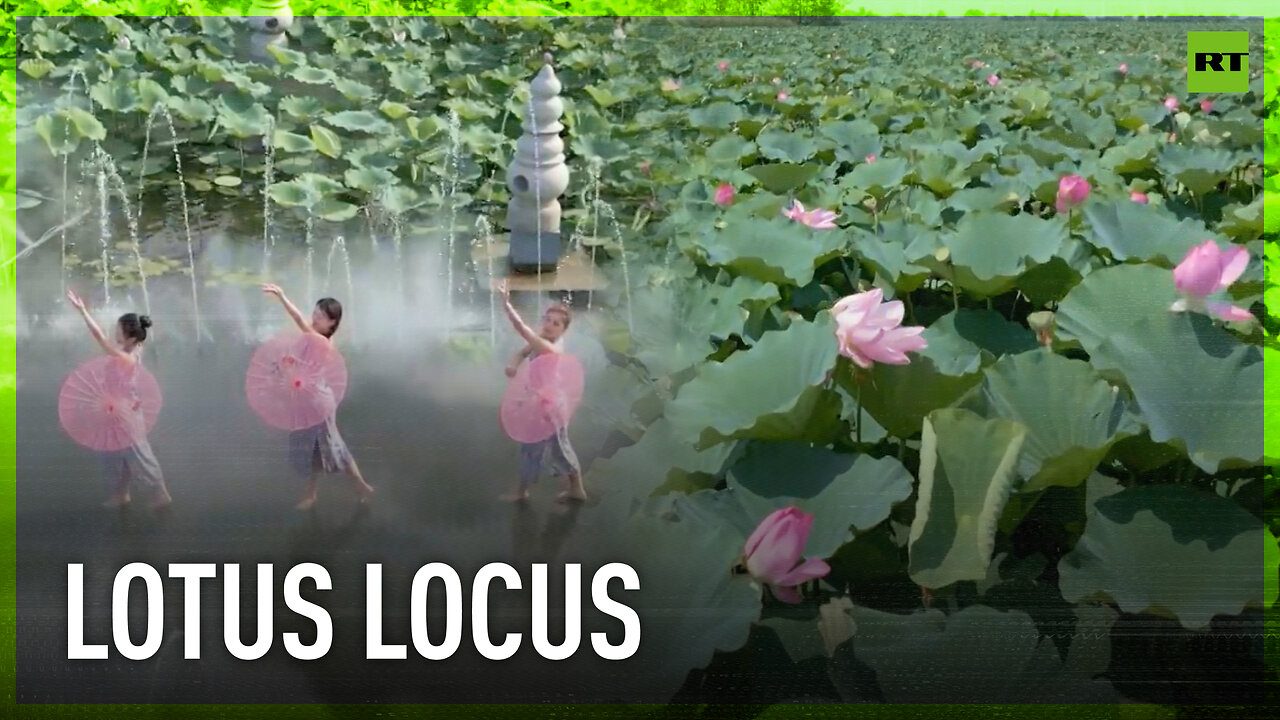 Lotus fields in bloom in China's Taizhou