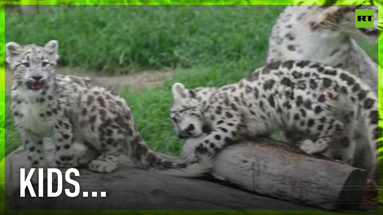 Virginia zoo welcomes two Snow leopard cubs