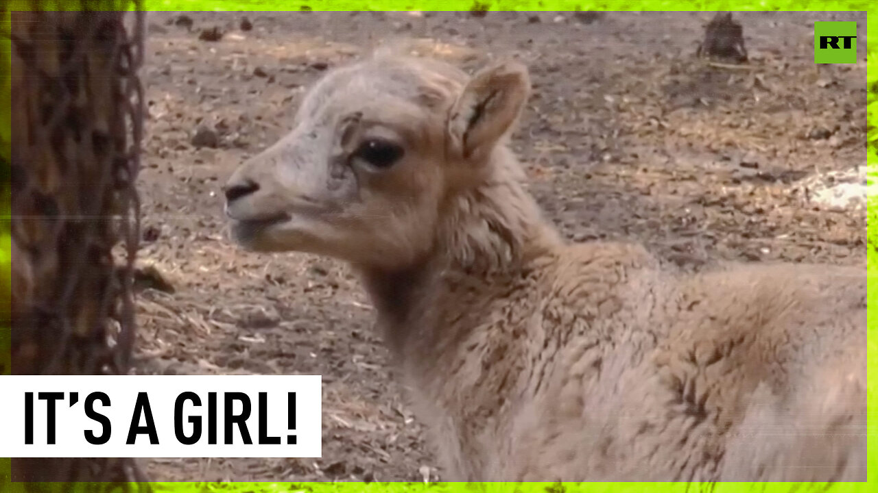 Endangered Argali lamb born in Novosibirsk Zoo