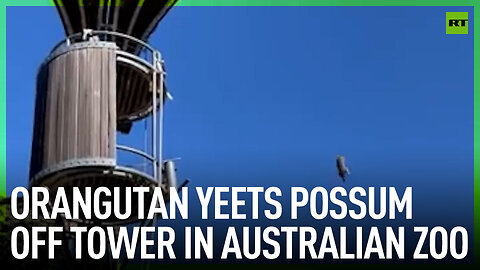 Orangutan yeets possum off tower in Australian zoo