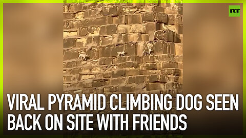 Viral pyramid climbing dog seen back on site with friends