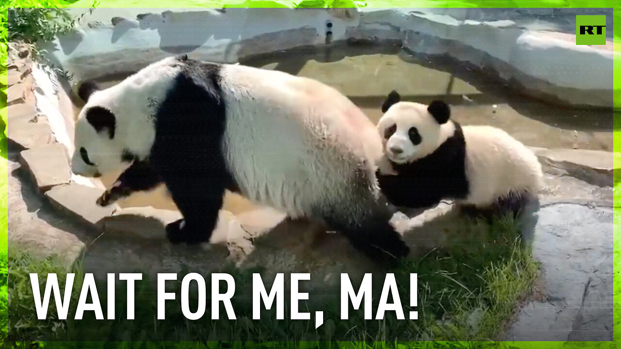 Baby panda up for some family time in pool at Moscow Zoo