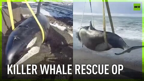 Whale rescue: Stranded orca saved in Russia’s Kamchatka