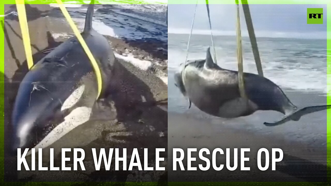 Whale rescue: Stranded orca saved in Russia’s Kamchatka