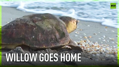 Willow the turtle returns to ocean after rehabilitation 🥹