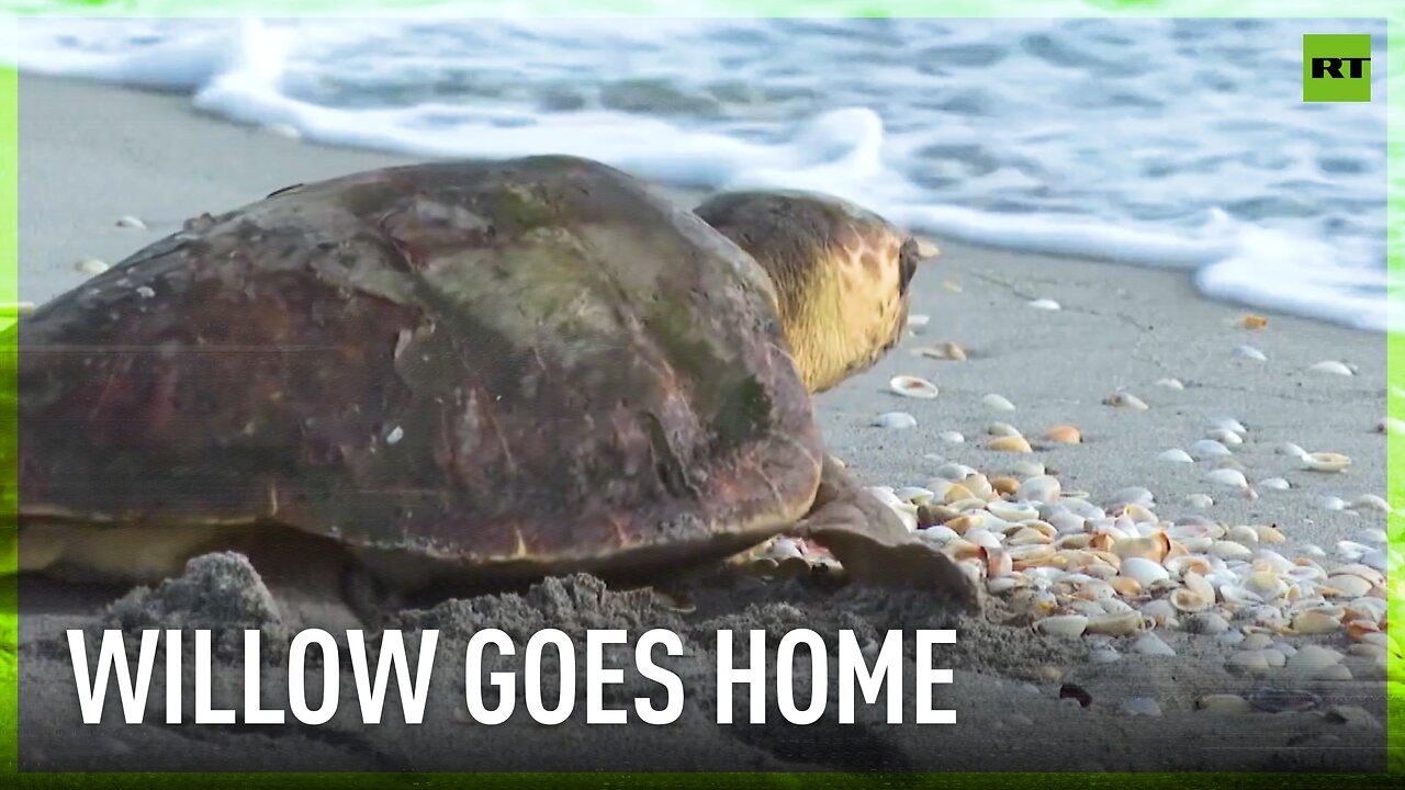 Willow the turtle returns to ocean after rehabilitation 🥹
