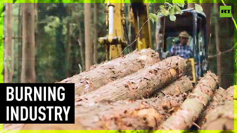 EU burns wood, despite its green agenda