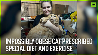 Impossibly obese cat prescribed special diet and exercise