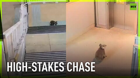 Koala sends Sydney cops into low-speed chase