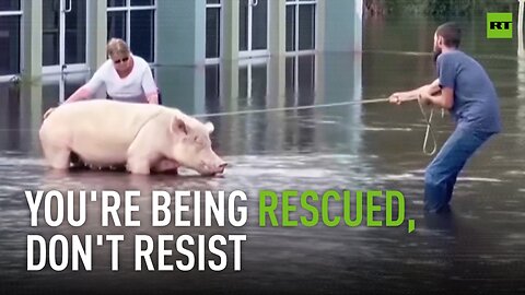 Tied up pig rescued in wake of Hurricane Milton