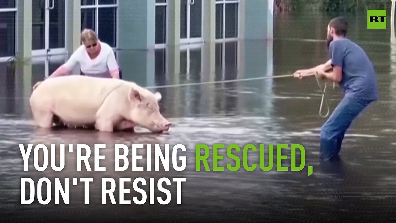 Tied up pig rescued in wake of Hurricane Milton