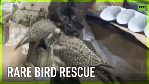 Endangered gyrfalcons rescued! | Russian border guards bust bird smuggler