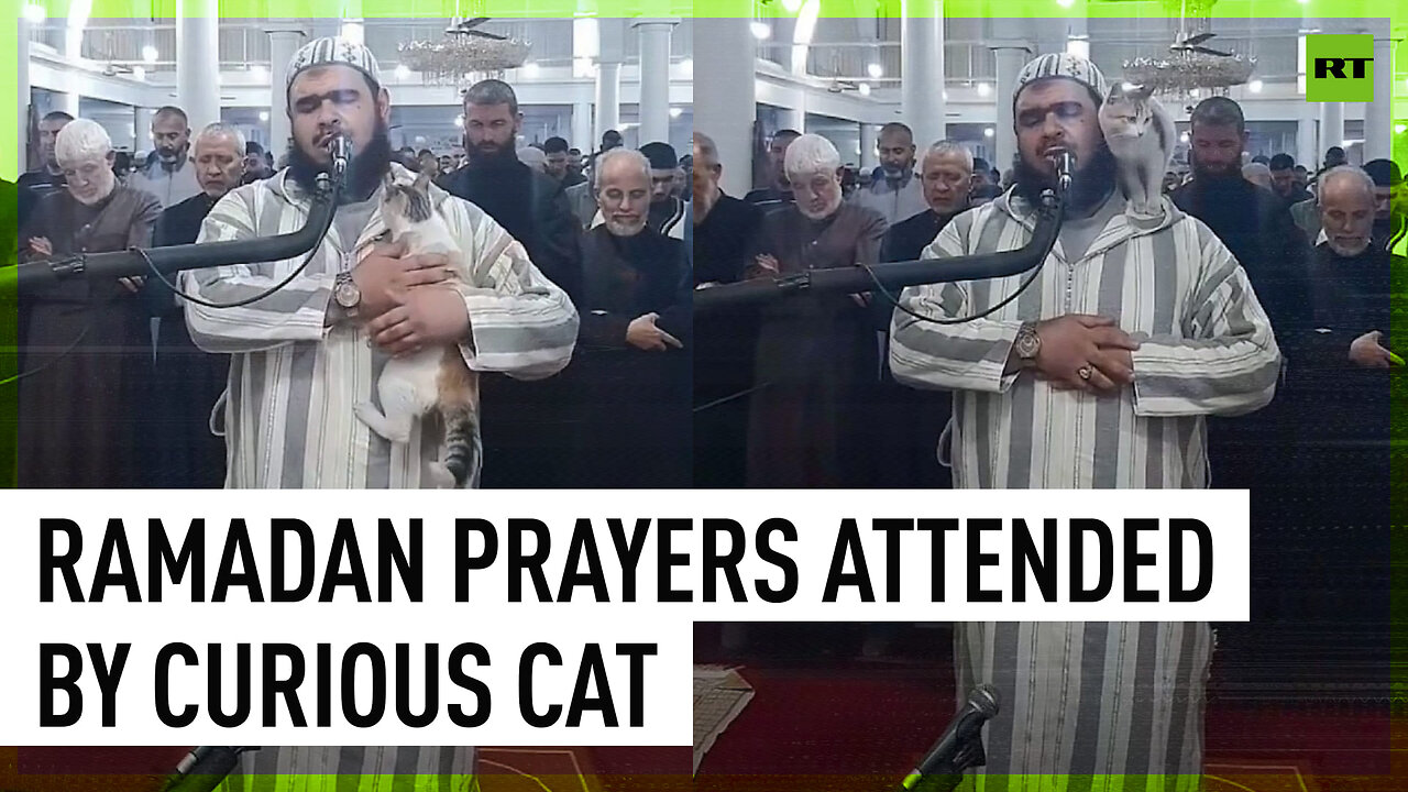 Ramadan prayers attended by curious cat