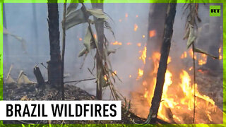 Wildfires surge in Amazon rainforest