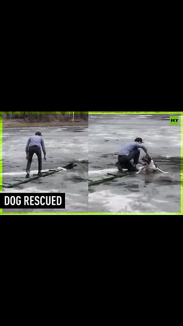 Locals save dog stuck in frozen Moscow lake