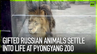 Gifted Russian animals settle into life at Pyongyang Zoo