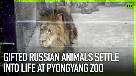 Gifted Russian animals settle into life at Pyongyang Zoo