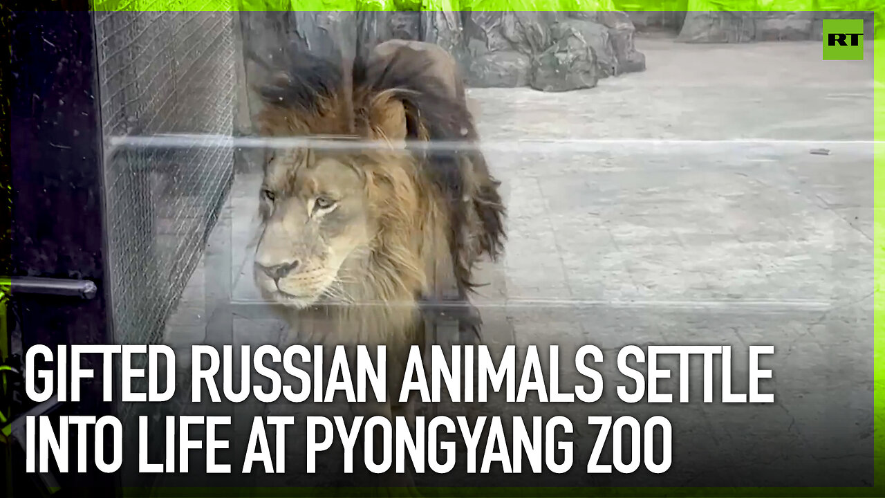 Gifted Russian animals settle into life at Pyongyang Zoo