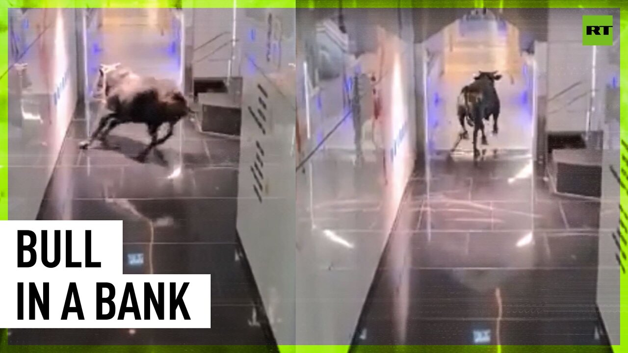 Raging bull charges through Israeli bank