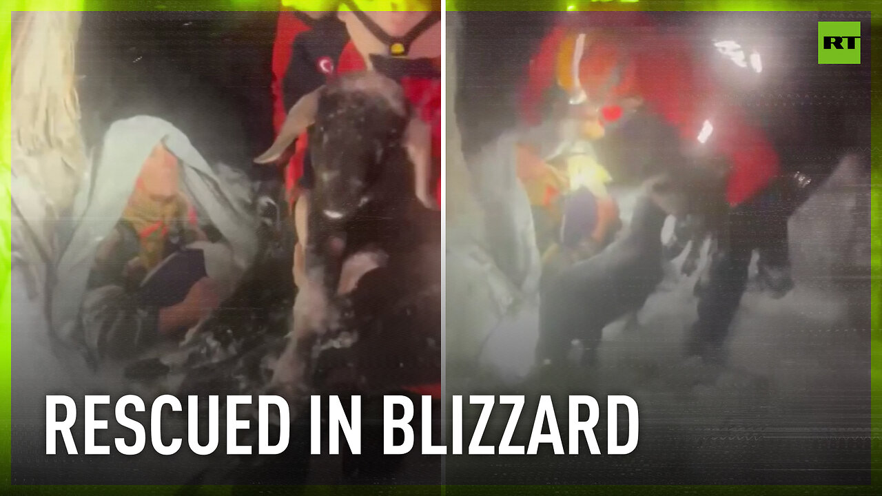 Elderly couple and their goats rescued amid snowstorm