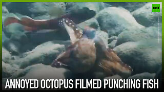 Annoyed octopus filmed punching fish