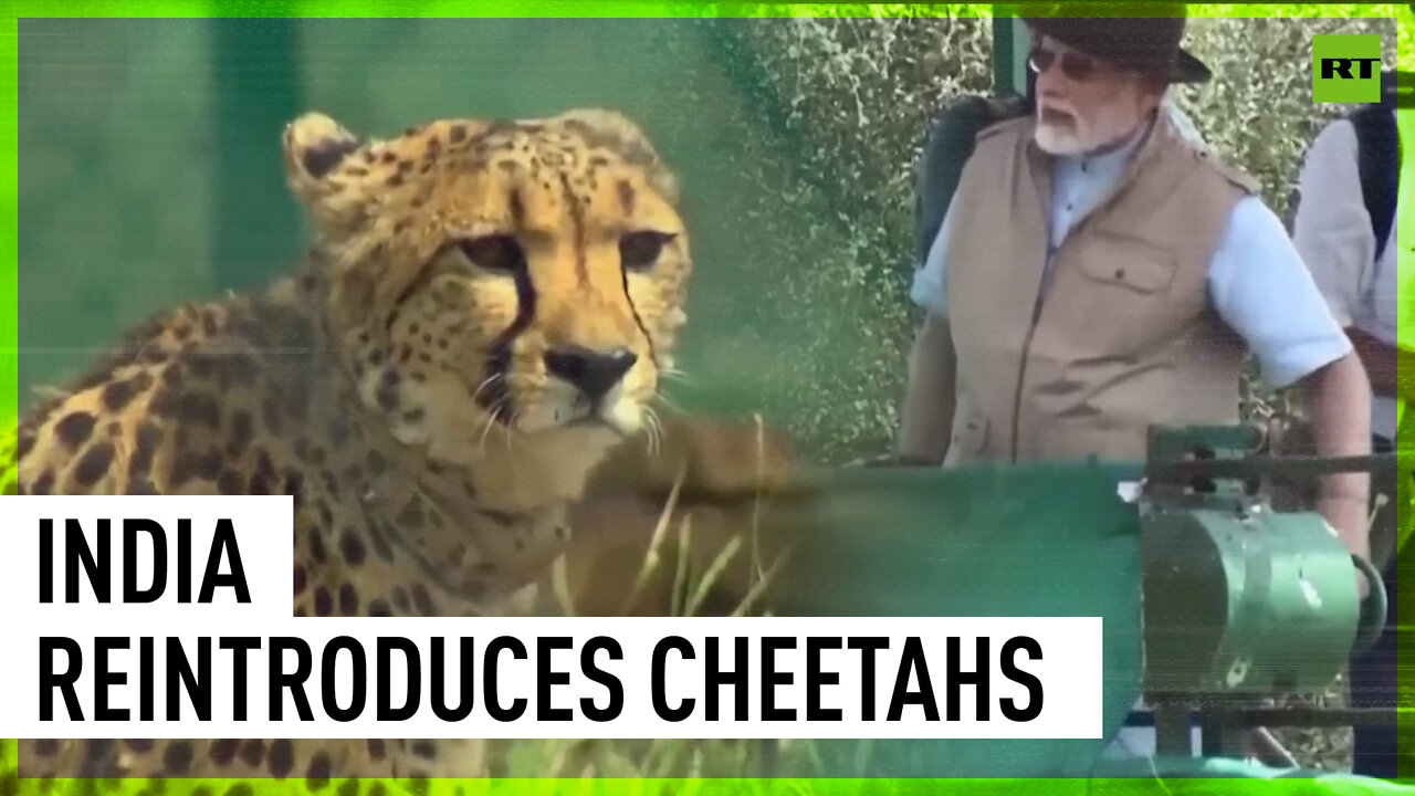 Modi releases cheetahs into Indian park after they went extinct 70 years ago