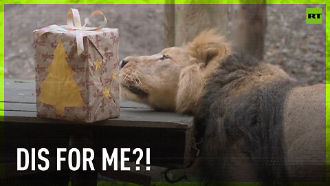 London Zoo's furry residents tear apart their early Christmas presents