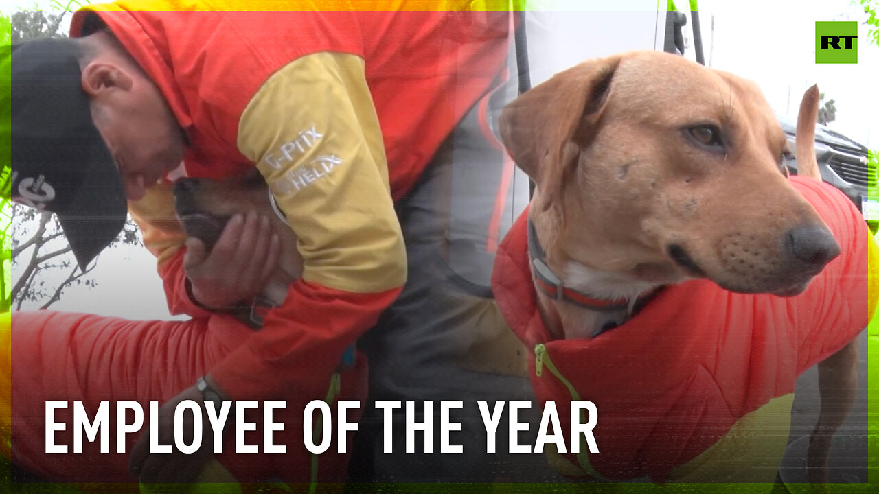 Doggo lands job at gas station after thwarting robbery in Peru