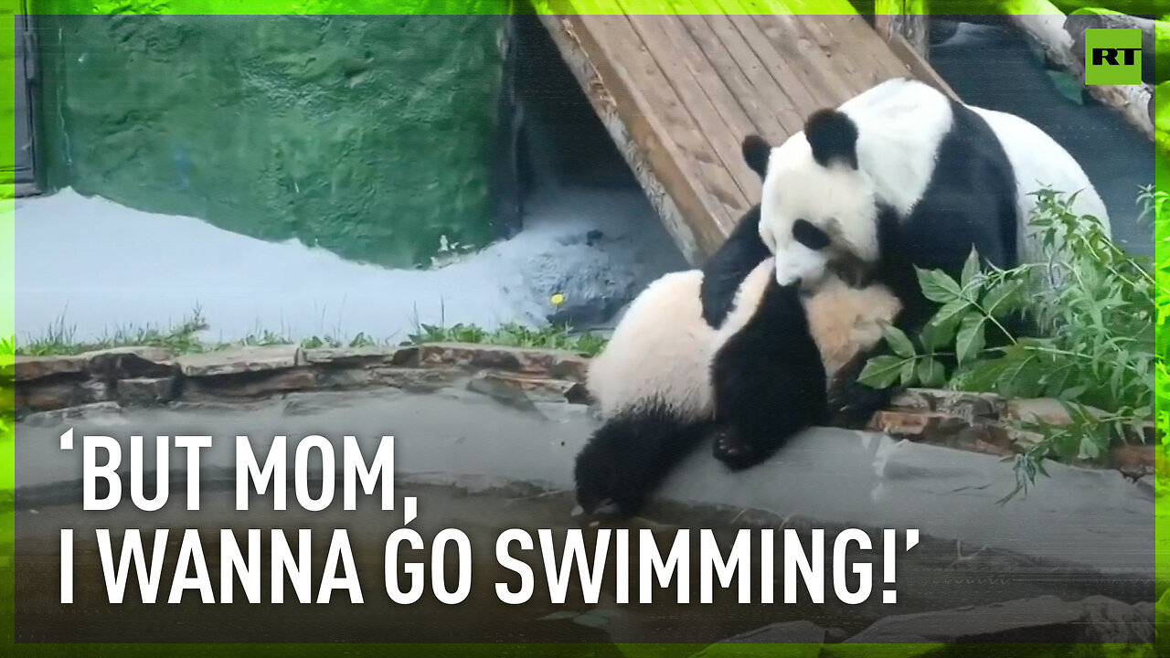 Panda mom stops rebellious daughter going swimming