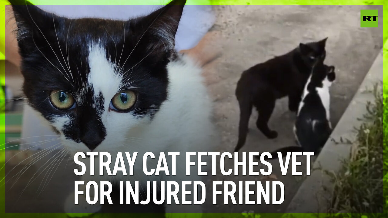 Stray cat fetches vet for injured friend