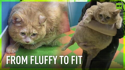 Obese cat embarks on weight-loss journey in Russian clinic