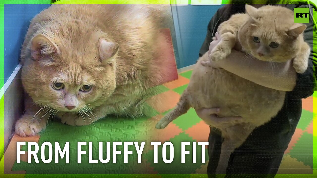 Obese cat embarks on weight-loss journey in Russian clinic