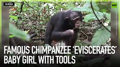 Famous chimpanzee ‘eviscerates’ baby girl with tools