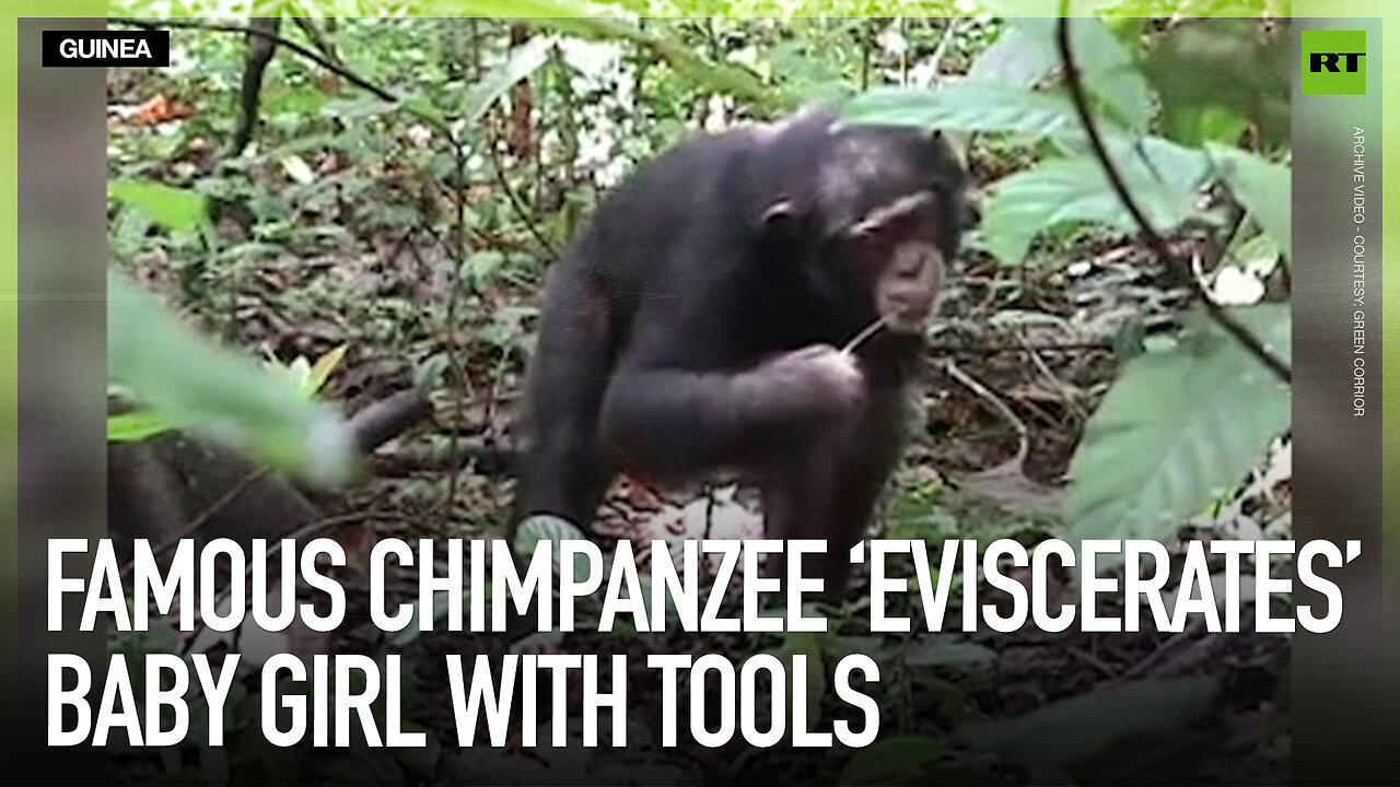 Famous chimpanzee ‘eviscerates’ baby girl with tools